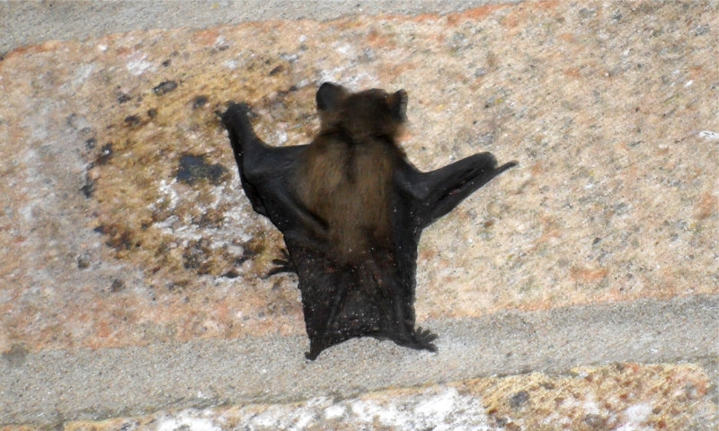 Bat