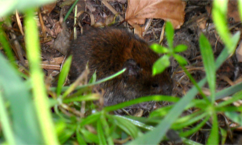 Bank Vole