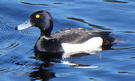 Link to Tufted Duck