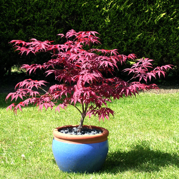 Maple