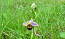 Link to Bee Orchid (1)