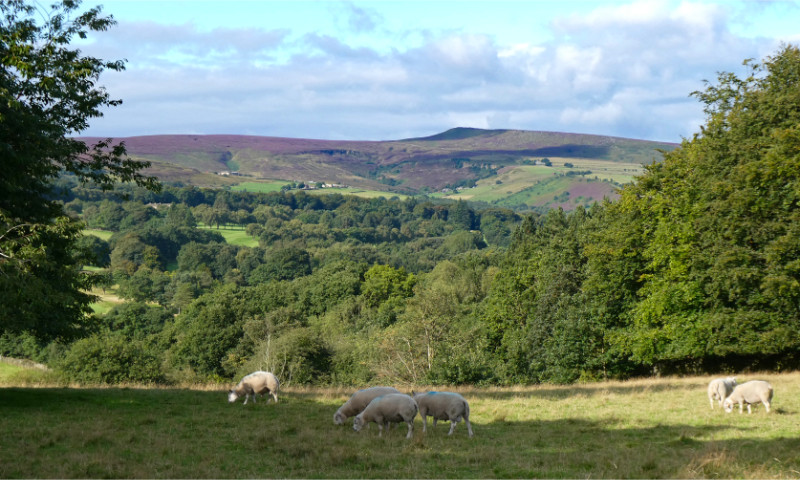 Meltham area (3)